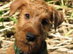 Terrier Irlandés