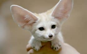 Zorro Fennec