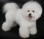 Bichón Frisé