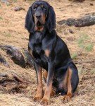 Black and Tan Virginia Foxhound
