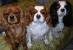 Cavalier King Charles Spaniel