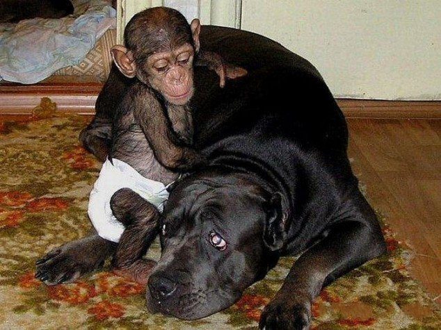 Chimp-and-dog