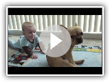 The Adventures of Charlie Bronson the French Bulldog and Baby