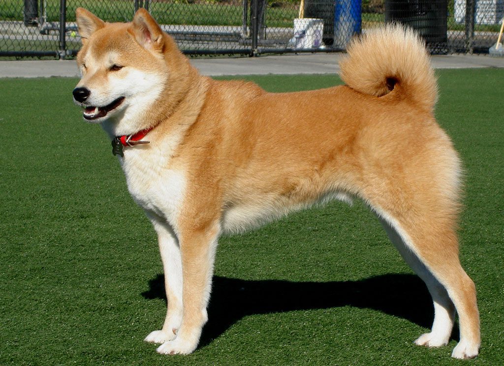 Shiba Inu