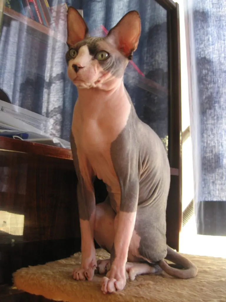 Esfinge
