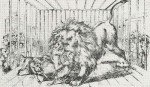 Old English Bulldog