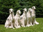 Borzoi