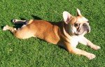 Bulldog Francés