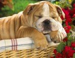 Bulldog