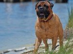 bullmastiff