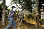 Elefante