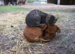 perro y gato