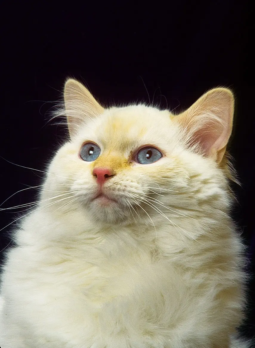 ragamuffin 2