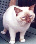Cinnamonpoint Templecat - Photo: catzinc.org