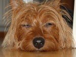 Terrier Australiano