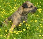Border Terrier