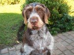 Braco Alemán de Pelo Duro
