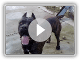 Cane Corso Maximus 2 years old