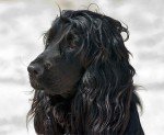Cocker Spaniel Inglés