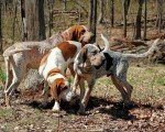Coonhound Inglés