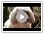 Dogs101 Lhasa Apso