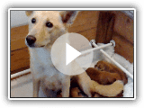 canaan dog