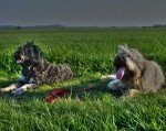 Cão da Serra de Aires