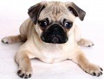 Carlino