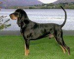 Cazador de mapaches negro y bronce