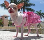Chihuahueño