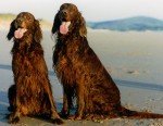 Setter Irlandés