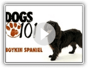 Dogs 101- Boykin Spaniel