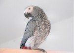 Loro gris africano