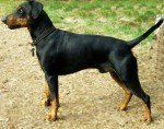 Pinscher Alemán