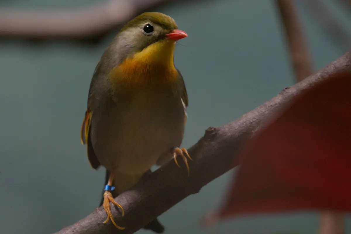 Sonnenvogel Ruiseñor del Japón