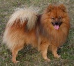 Pomerania