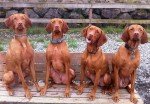 Vizsla