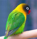 Agapornis_personata