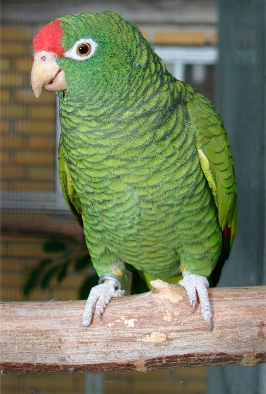 Papagaio-tucumă