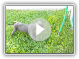 Texas Blue Lacy pup versus the water hose