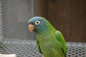 Blue-crowned Parakeet
