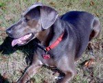 Blue Lacy