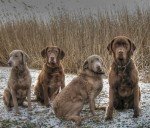 Chesapeake Bay Retriever