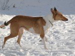 Collie de Pelo Corto