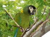 Guacamaya collar amarillo