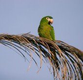 Guacamaya hombros rojos