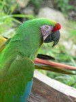 Guacamaya-miltar
