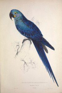 Hyacinth Macaw illustration