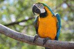 Guacamayo azul y amarillo