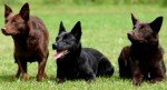 Kelpie Australiano